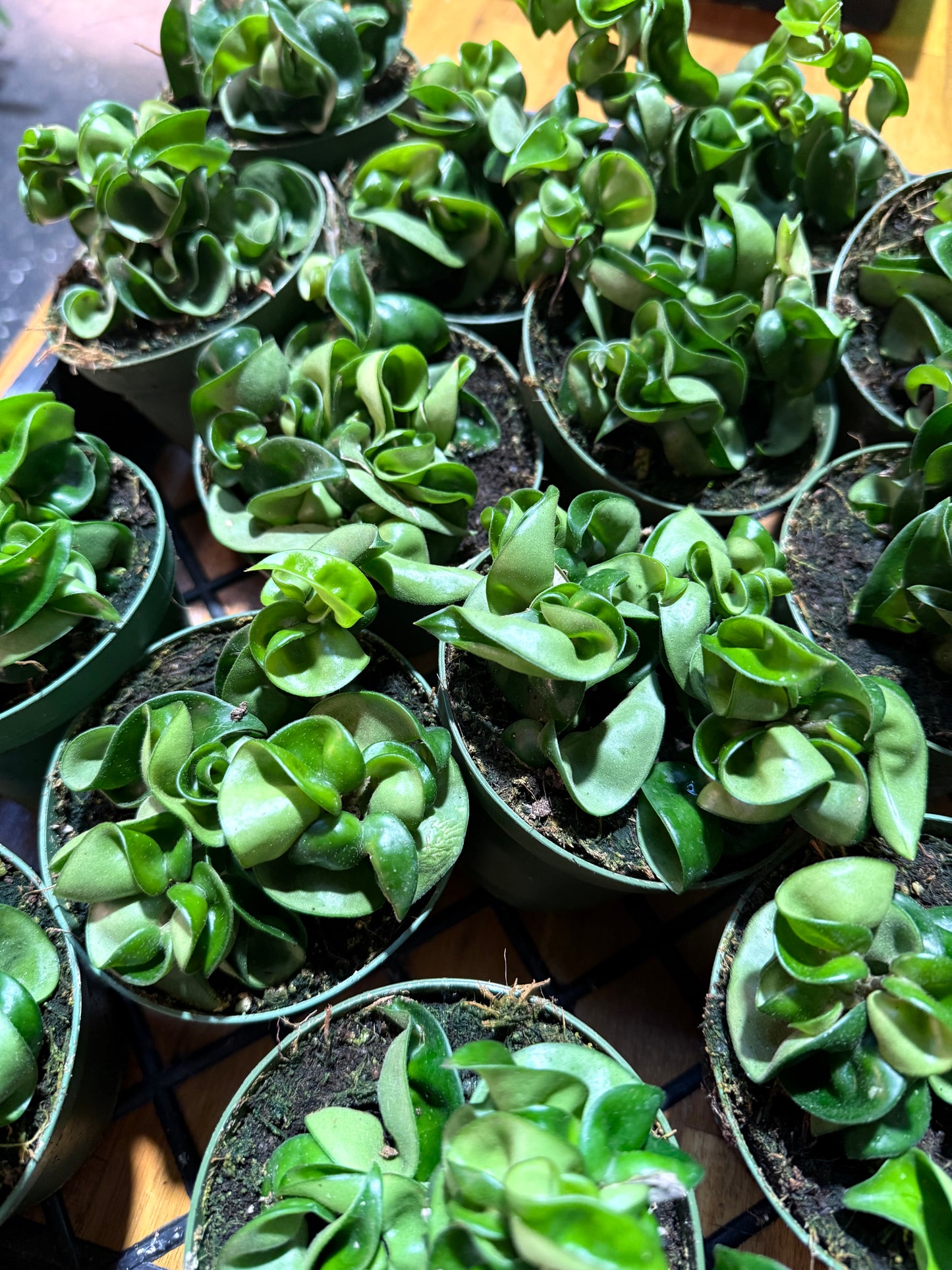 Hoya Rope Plant