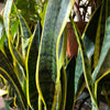 Sansevieria 'Laurentii'