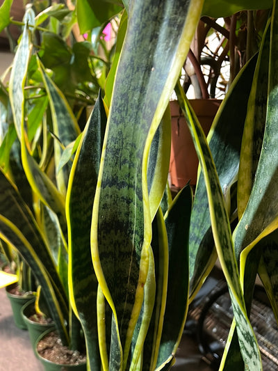 Sansevieria 'Laurentii'