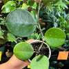 Hoya Obovata