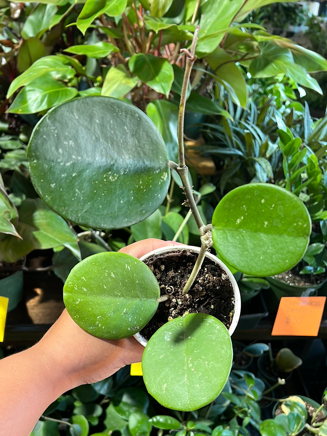 Hoya Obovata