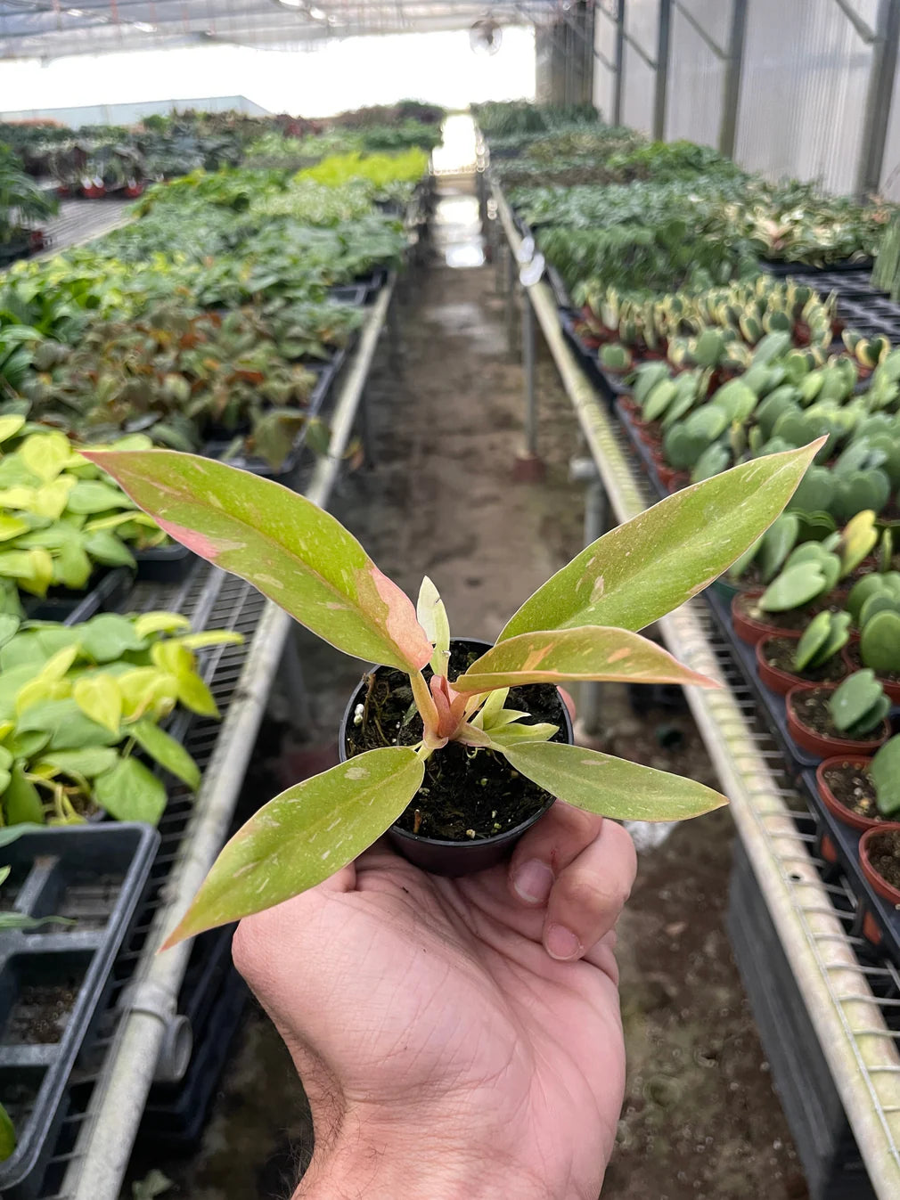 Ring of Fire Variegated