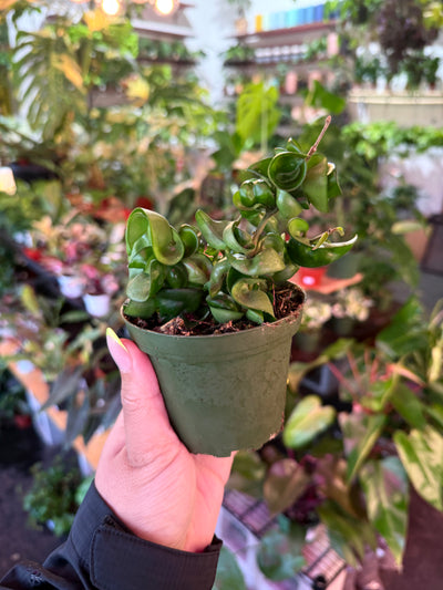 Hoya Rope Plant