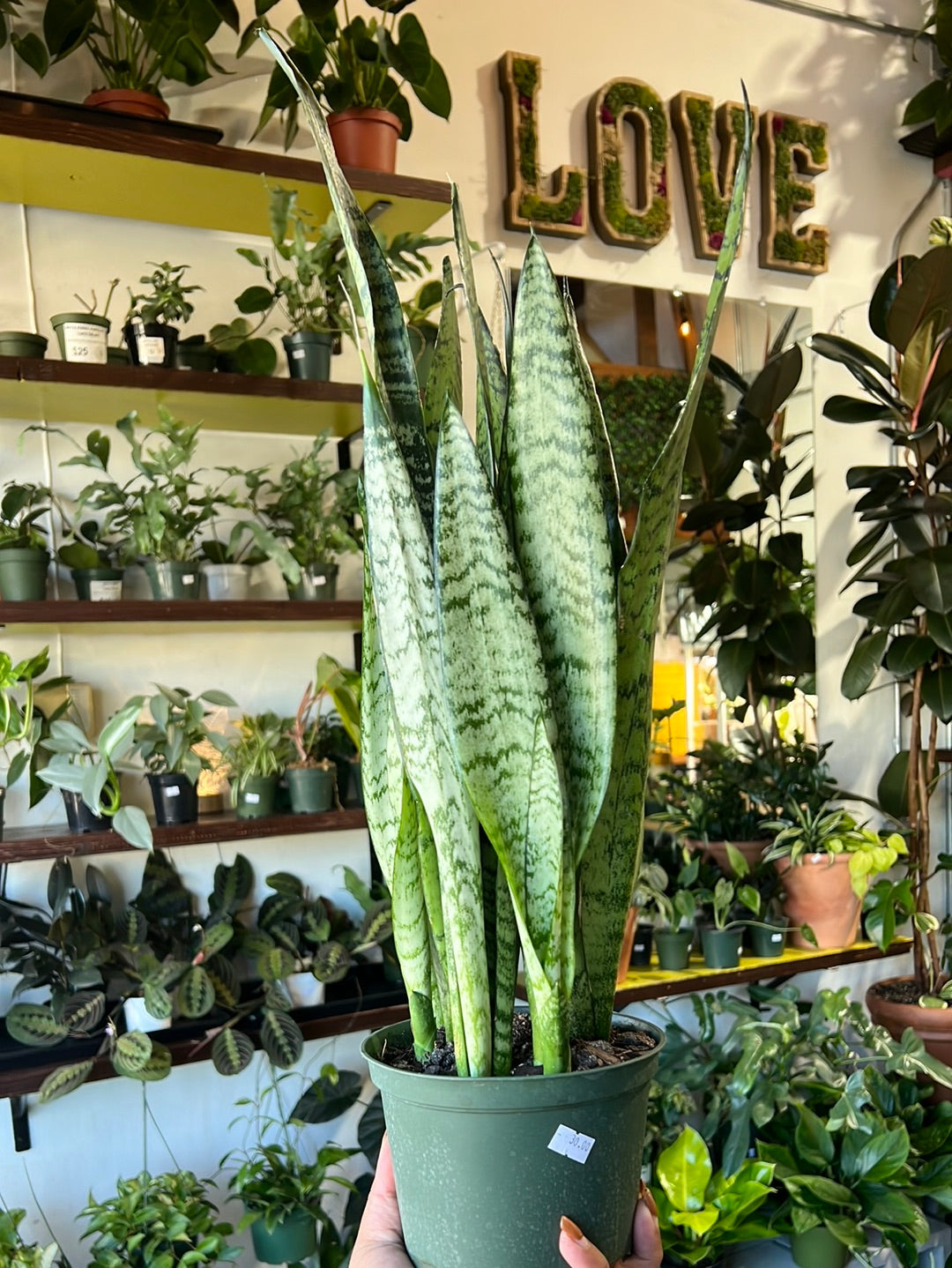 Snake Plant 'Zeylanica'