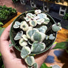 String of Hearts Variegated