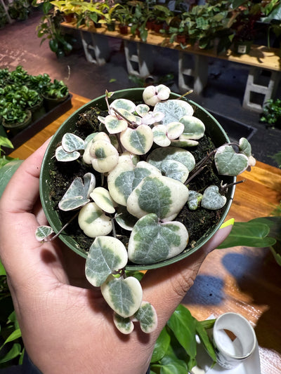 String of Hearts Variegated