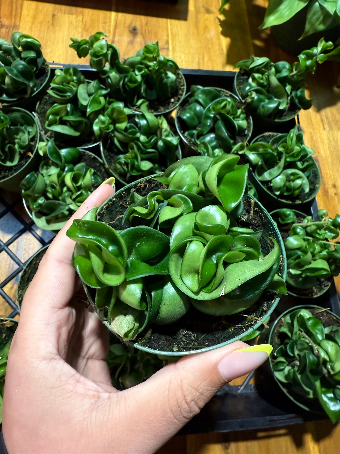 Hoya Rope Plant