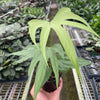 Anthurium Fingers