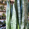 Snake Plant 'Zeylanica'