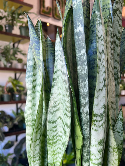 Snake Plant 'Zeylanica'