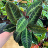 Calathea 'Warscewiczii'