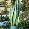 Snake Plant 'Zeylanica'