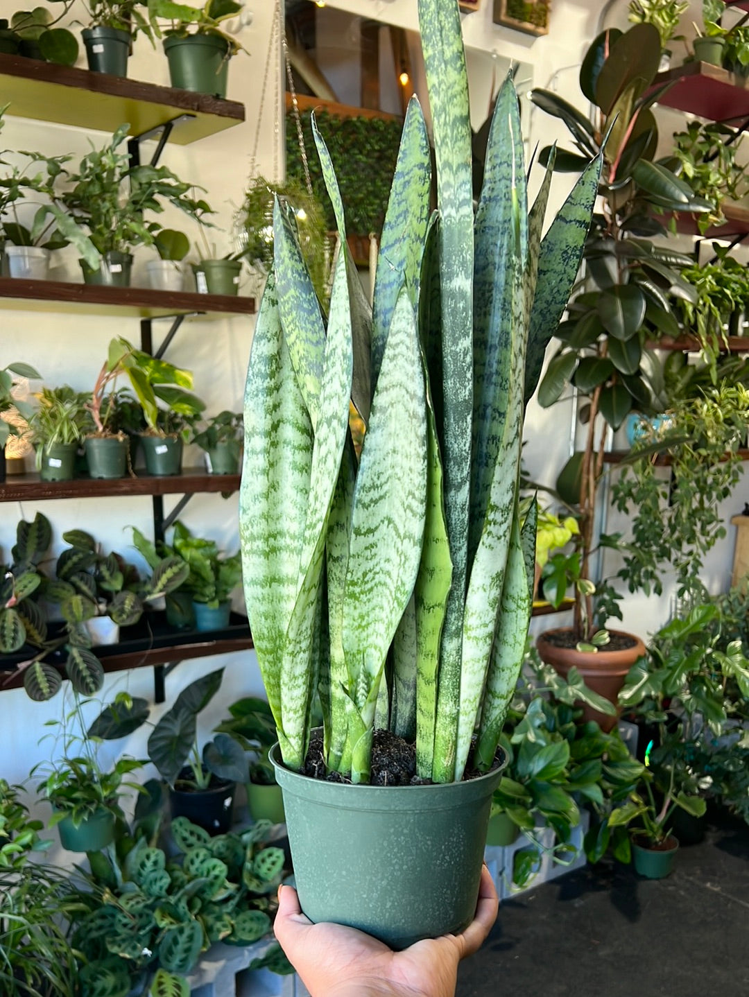 Snake Plant 'Zeylanica'