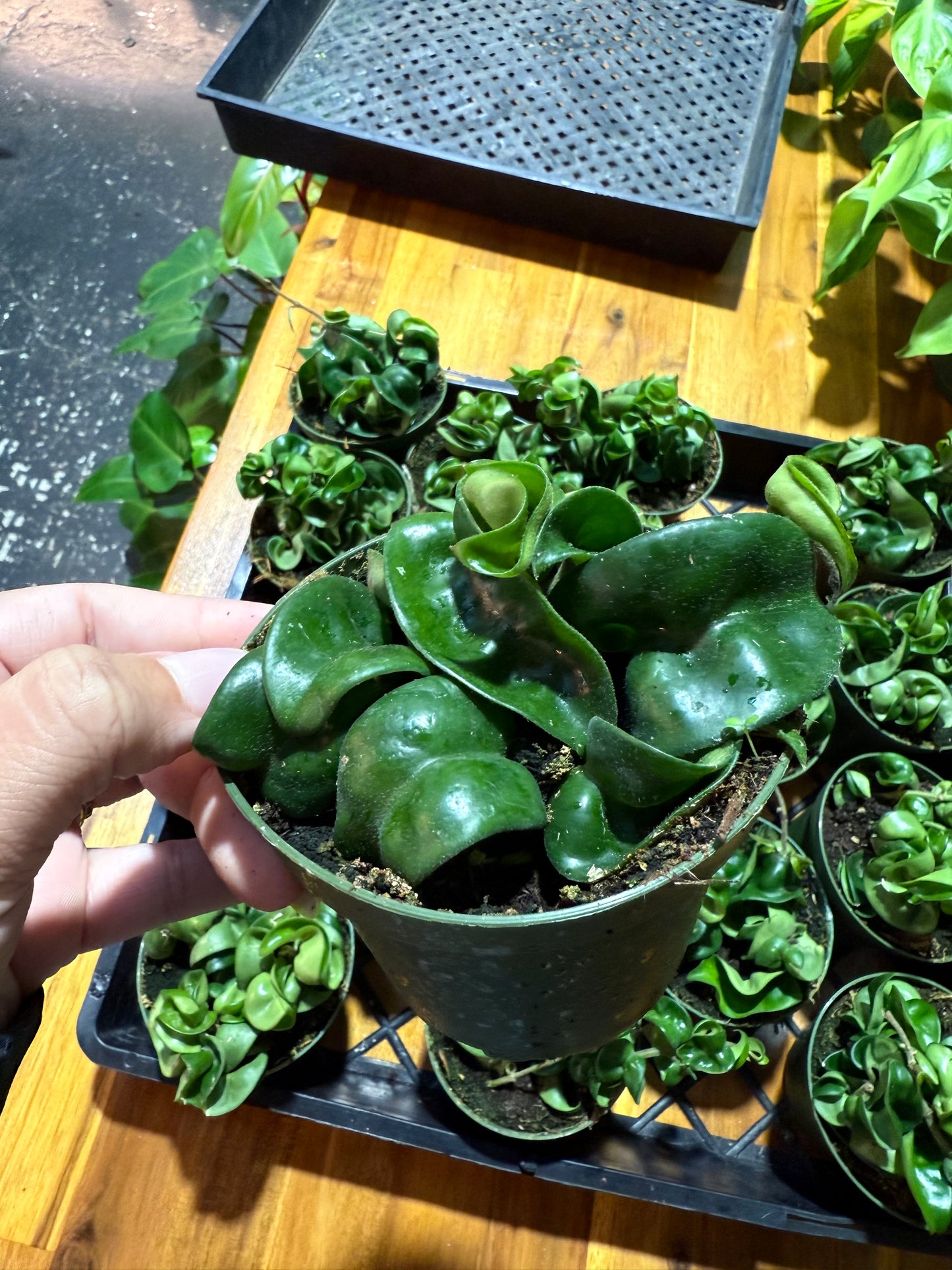 Hoya Rope Plant