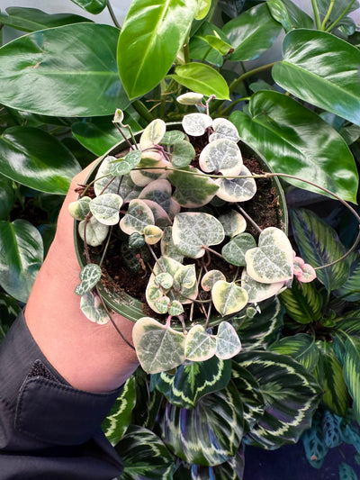 String of Hearts Variegated