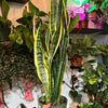 Sansevieria 'Laurentii'