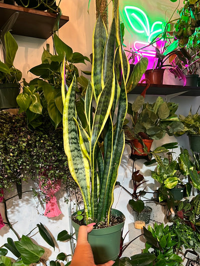 Sansevieria 'Laurentii'