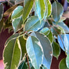 Ficus Benjamina ‘Spearmint’