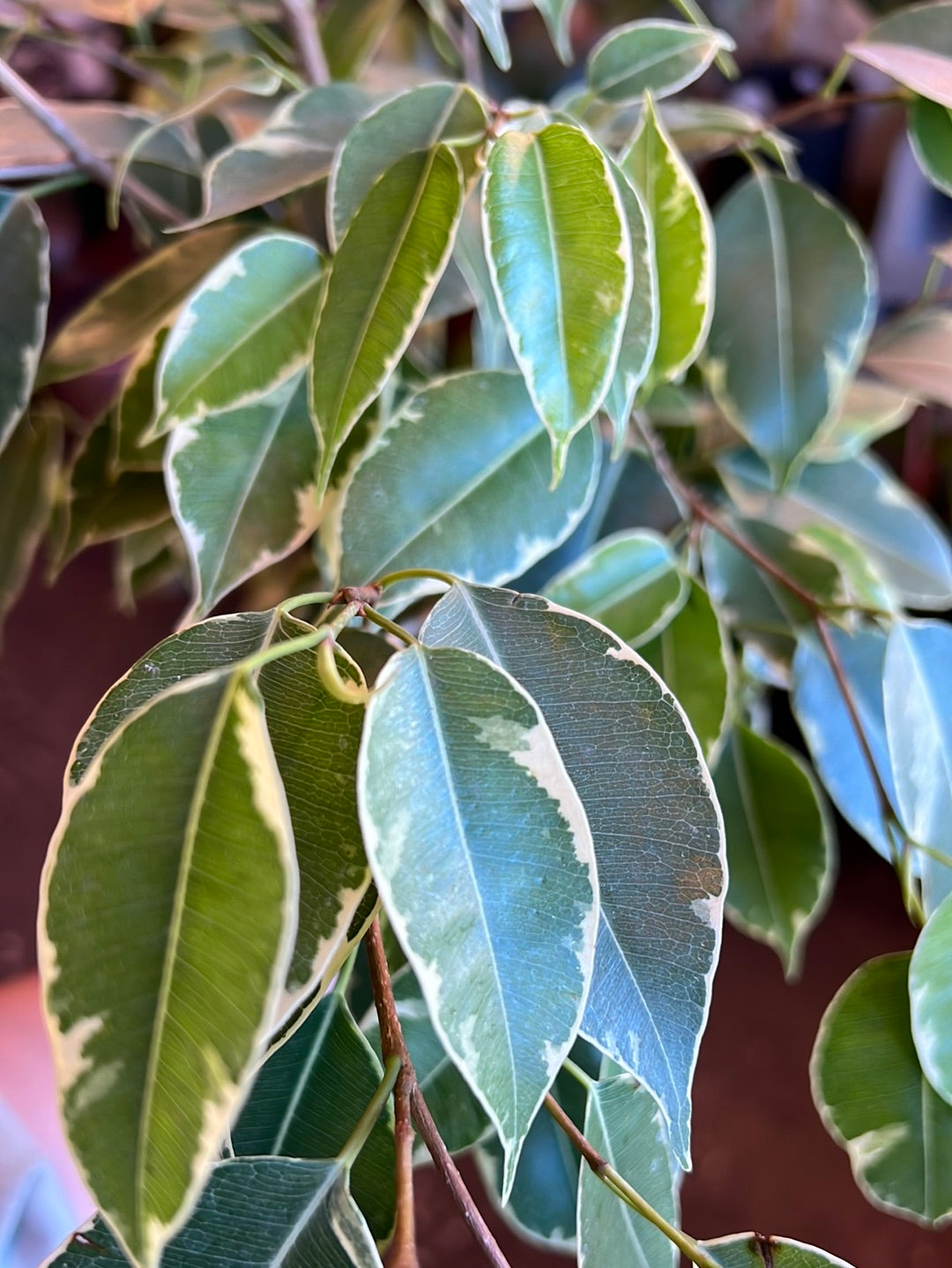 Ficus Benjamina ‘Spearmint’