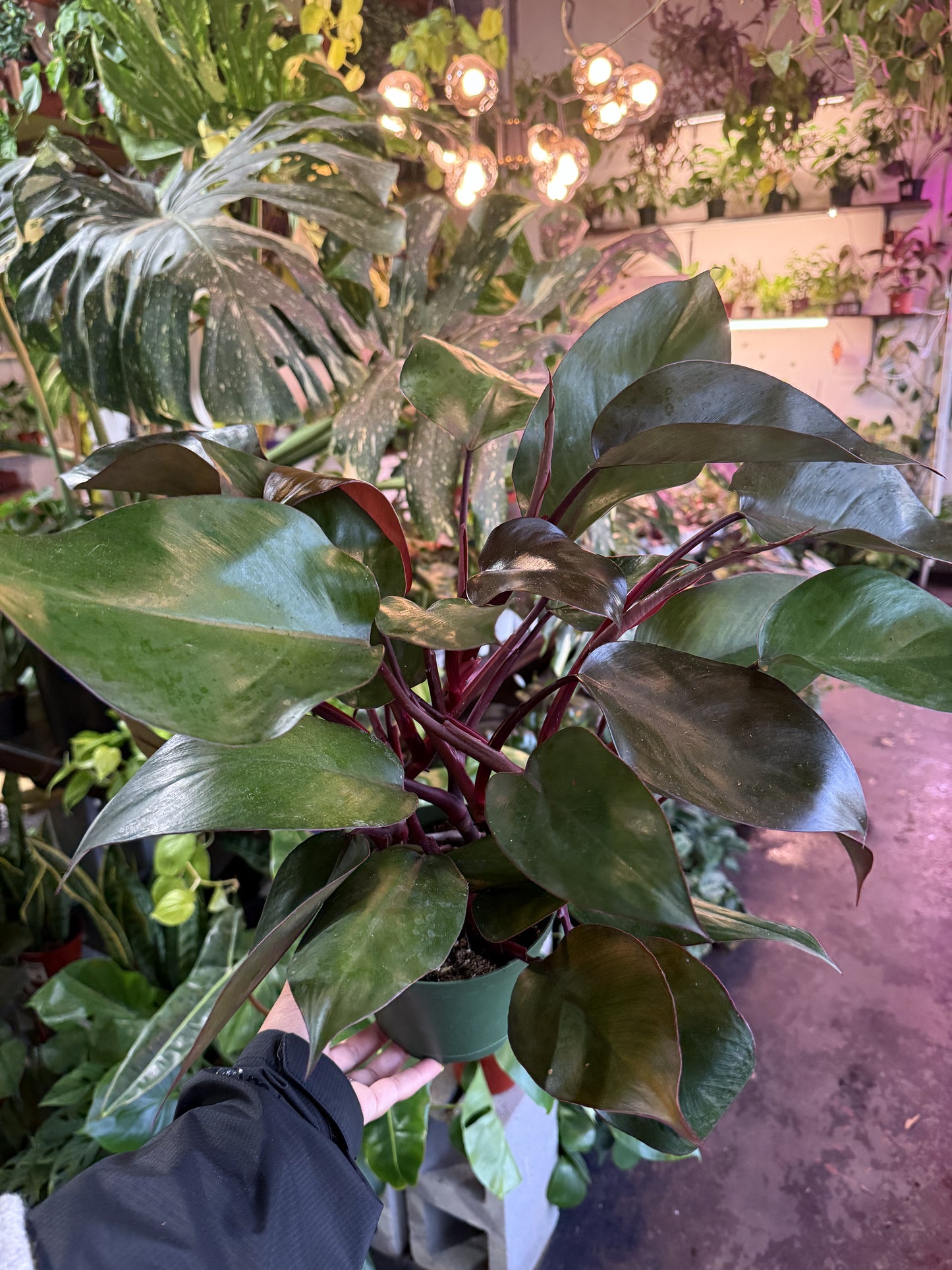 Philodendron Eurbense Maroon