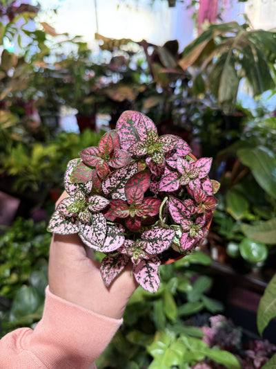 Polka Dot Plant (Multi-Color)