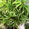 Areca Palm