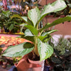 Chinese Evergreen ‘Silver Bay’