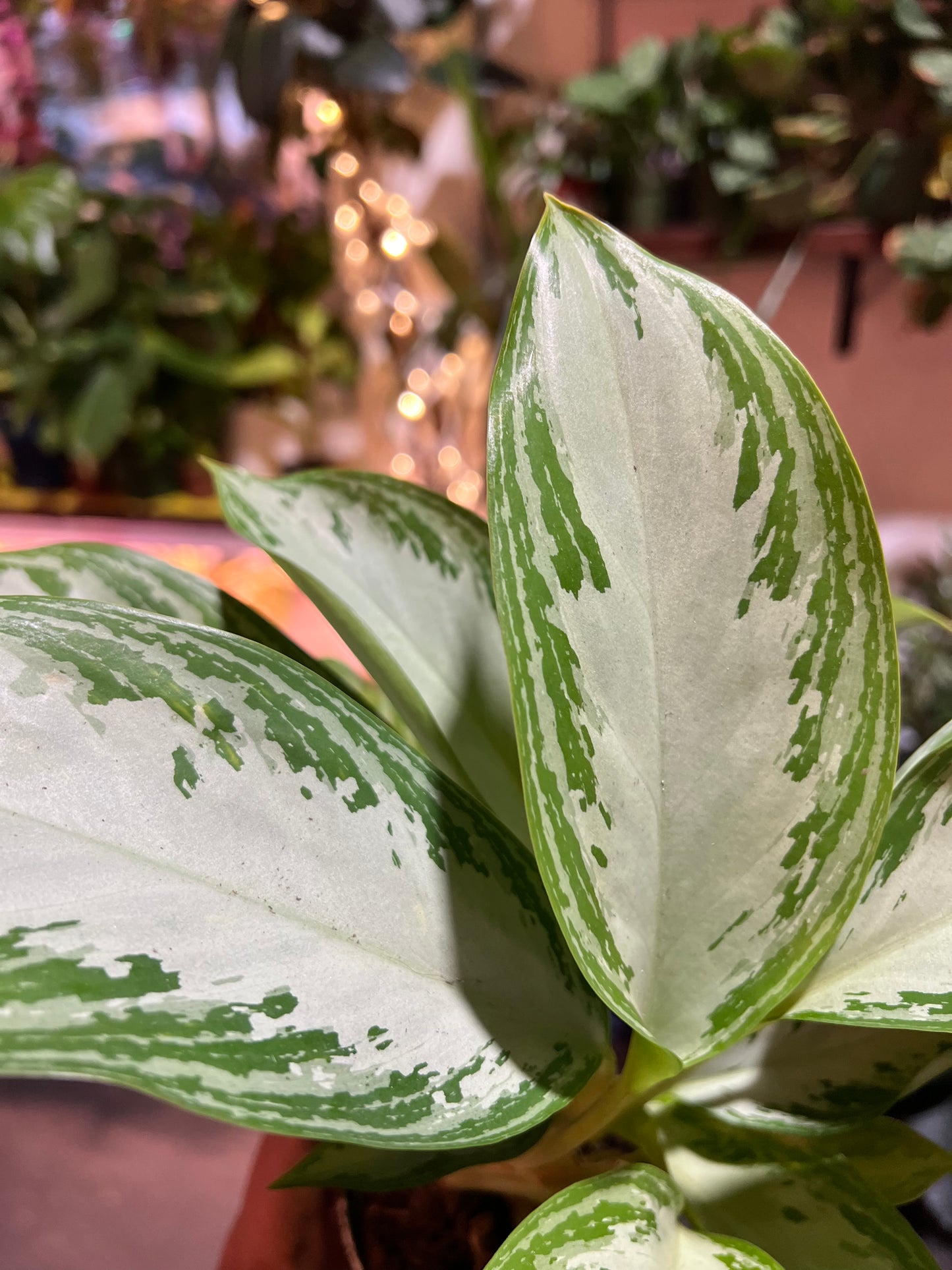 Chinese Evergreen ‘Silver Bay’