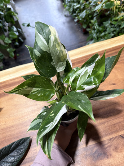 Philodendron 'White Wizard'