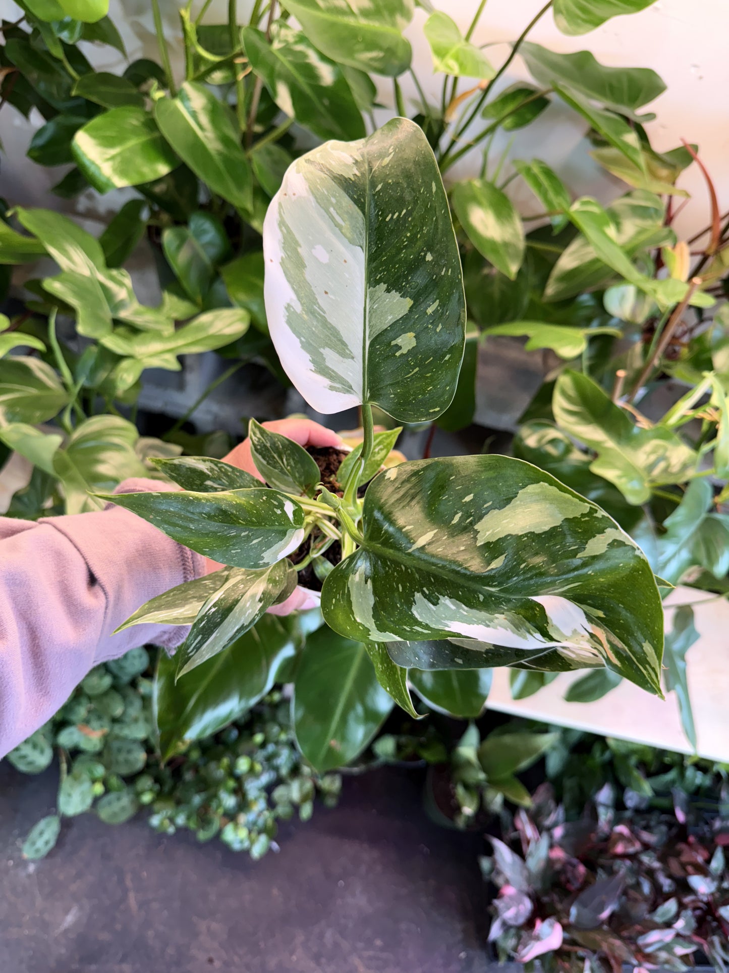 Philodendron 'White Wizard'