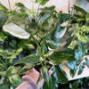 Philodendron 'White Wizard'