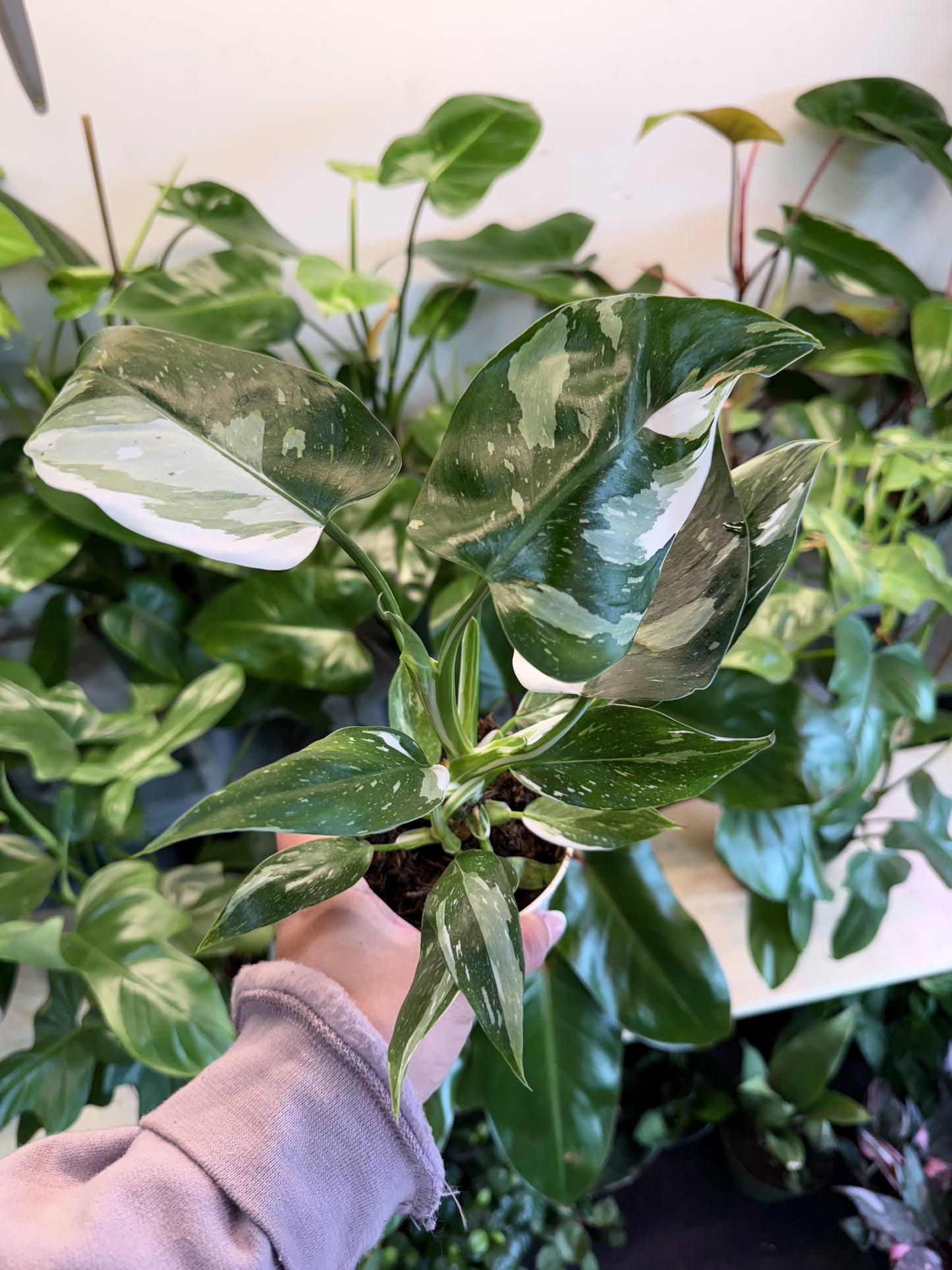 Philodendron 'White Wizard'