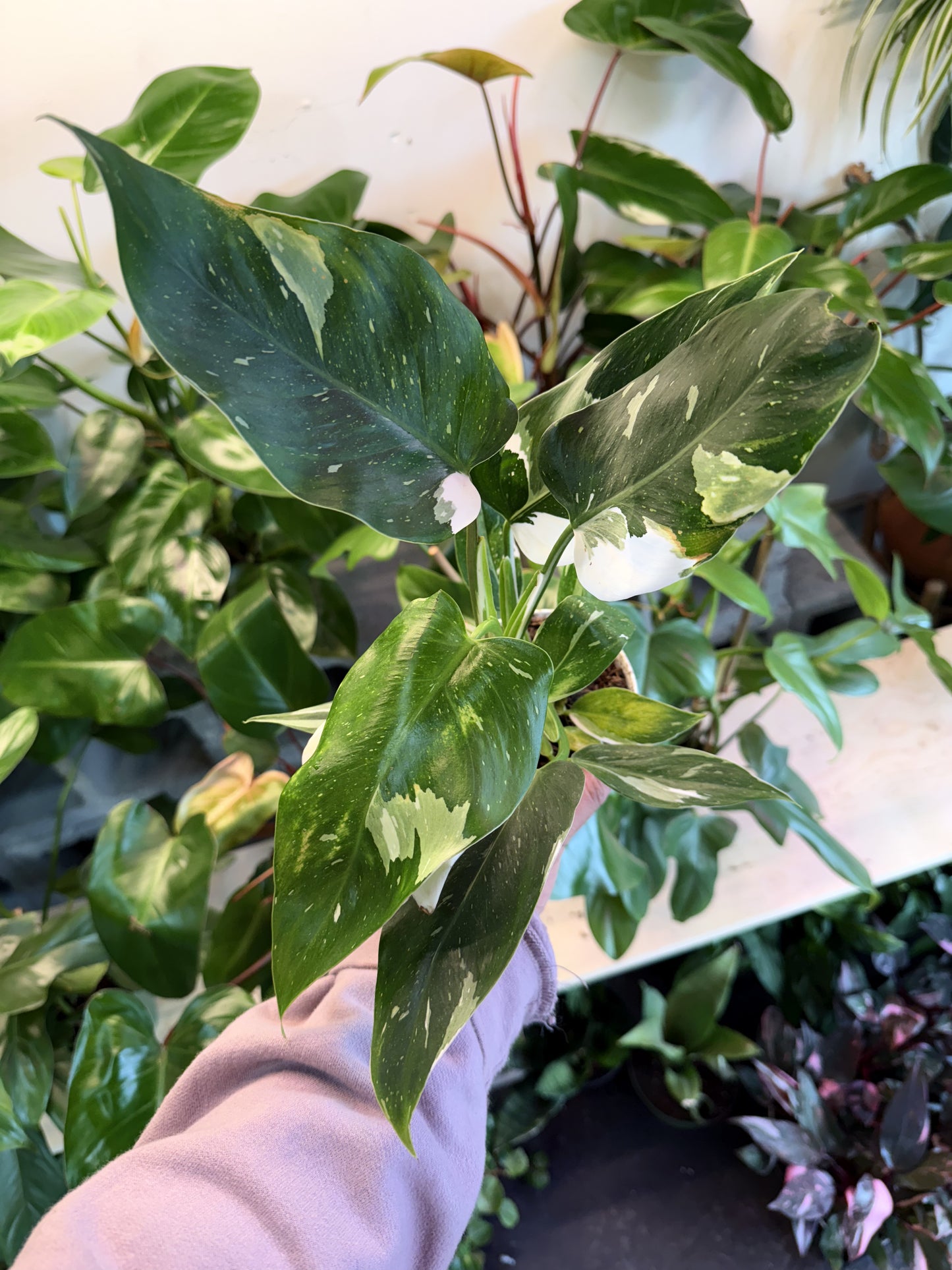 Philodendron 'White Wizard'