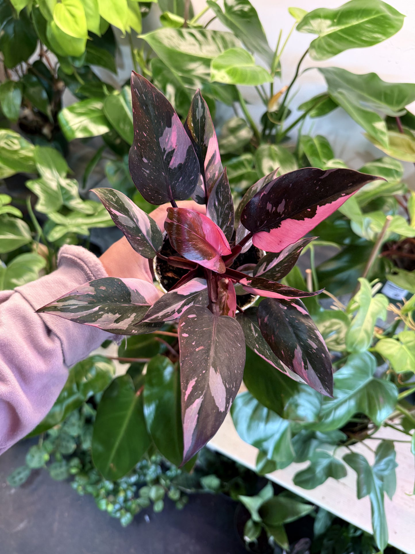 Philodendron 'Pink Princess Marble'