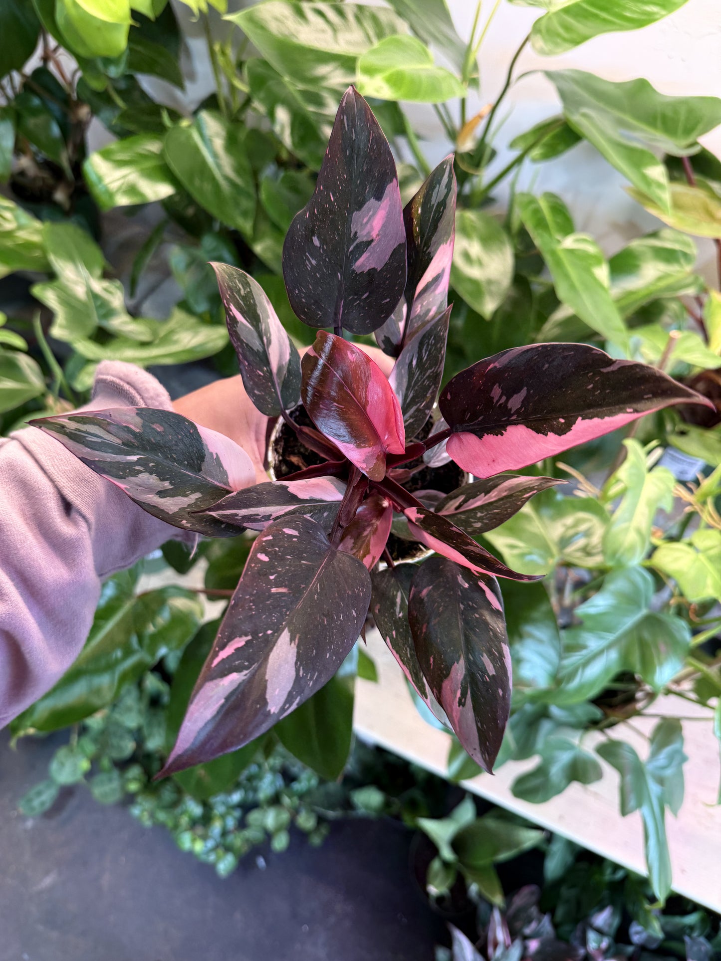 Philodendron 'Pink Princess Marble'