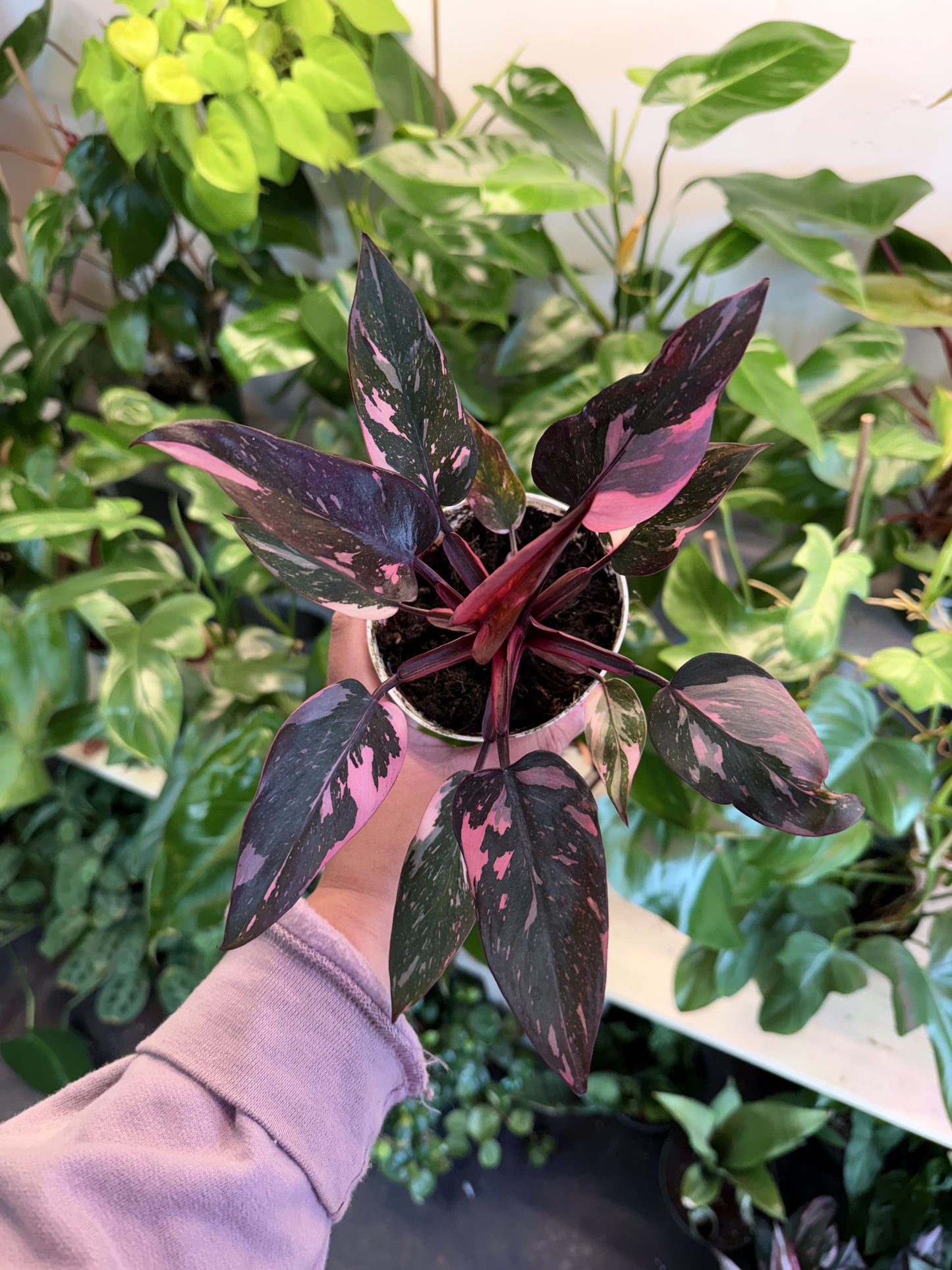 Philodendron 'Pink Princess Marble'