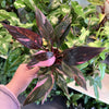 Philodendron 'Pink Princess Marble'