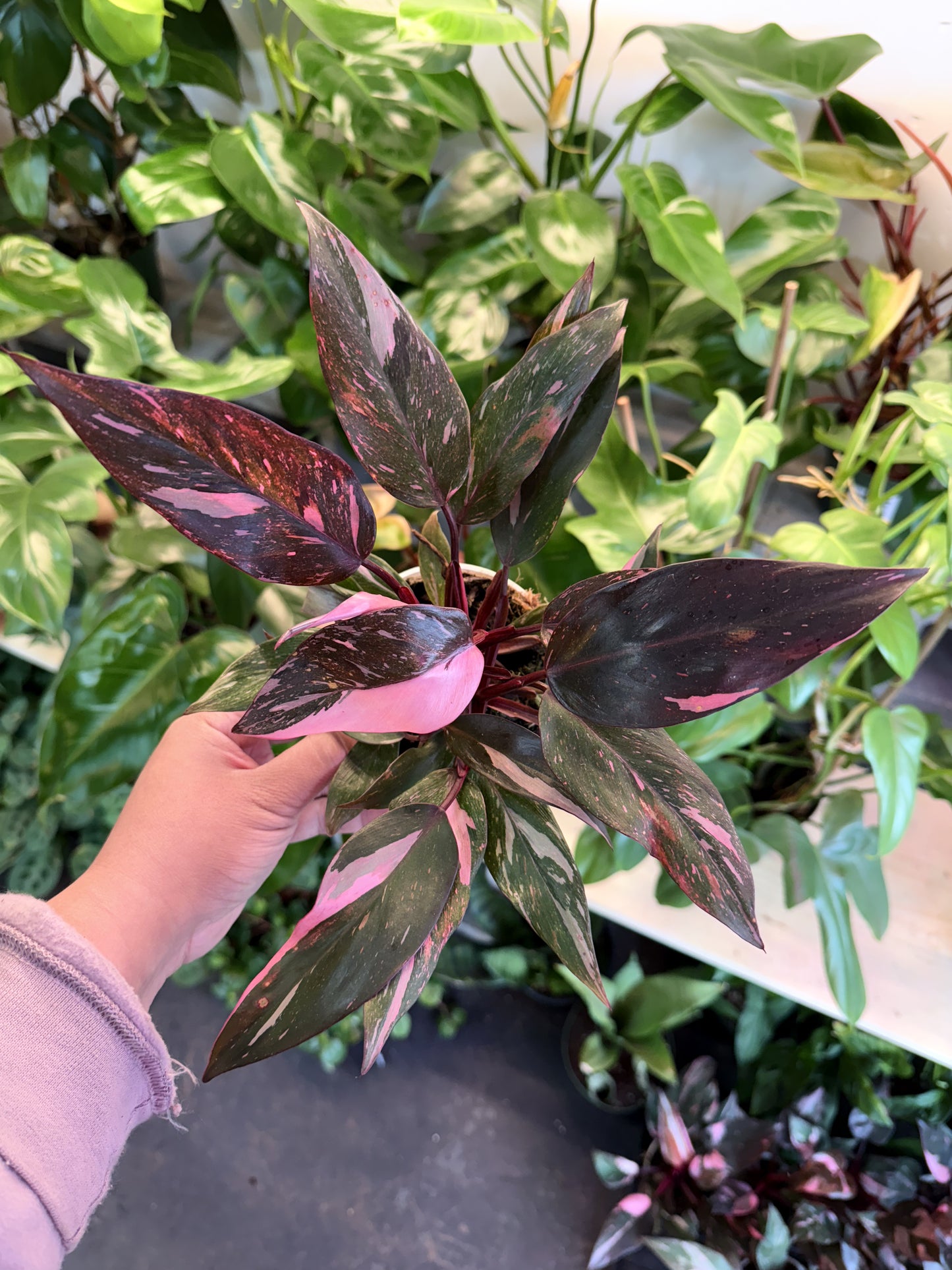 Philodendron 'Pink Princess Marble'