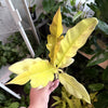 Philodendron 'Ring Of Fire Gold'