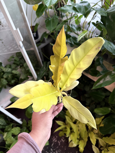 Philodendron 'Ring Of Fire Gold'