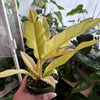 Philodendron 'Ring Of Fire Gold'