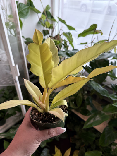 Philodendron 'Ring Of Fire Gold'