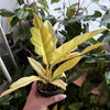 Philodendron 'Ring Of Fire Gold'