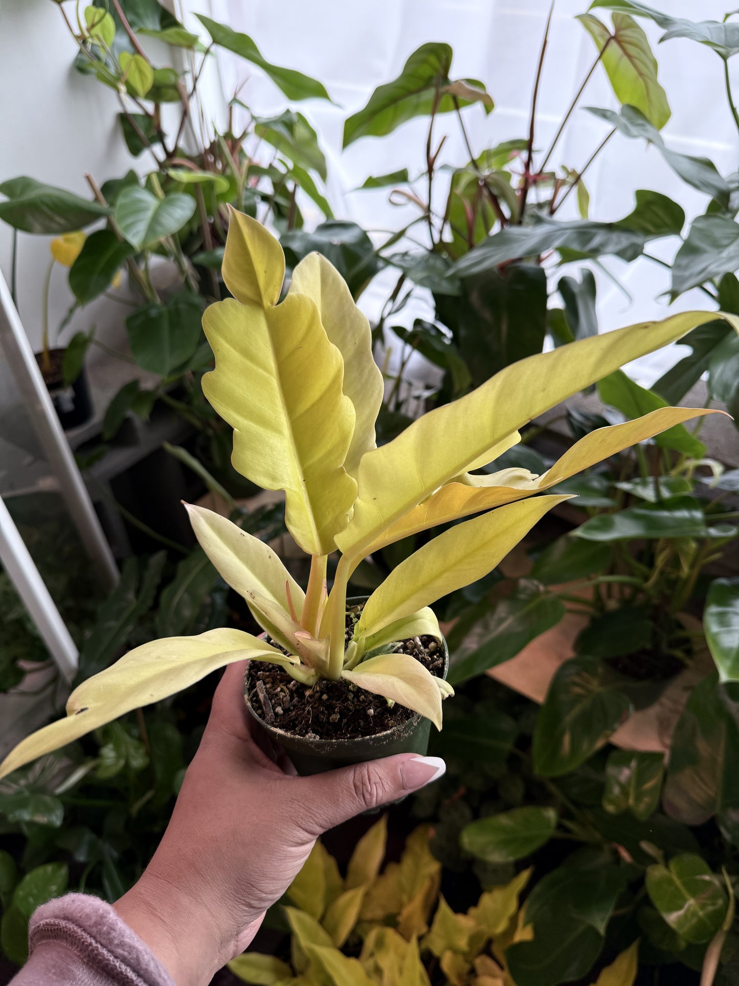 Philodendron 'Ring Of Fire Gold'