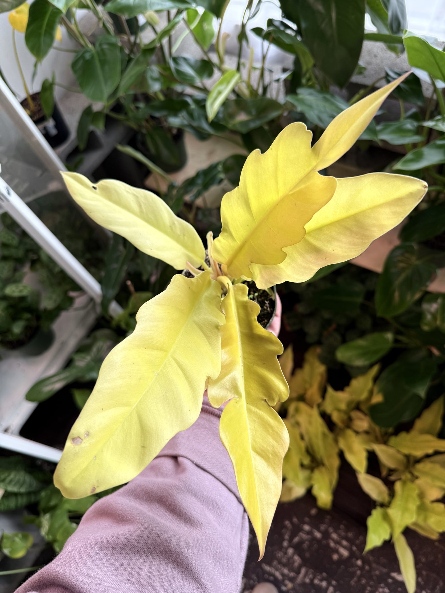 Philodendron 'Ring Of Fire Gold'