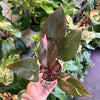 Philodendron 'Pink Princess'