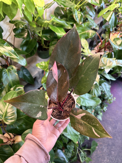 Philodendron 'Pink Princess'