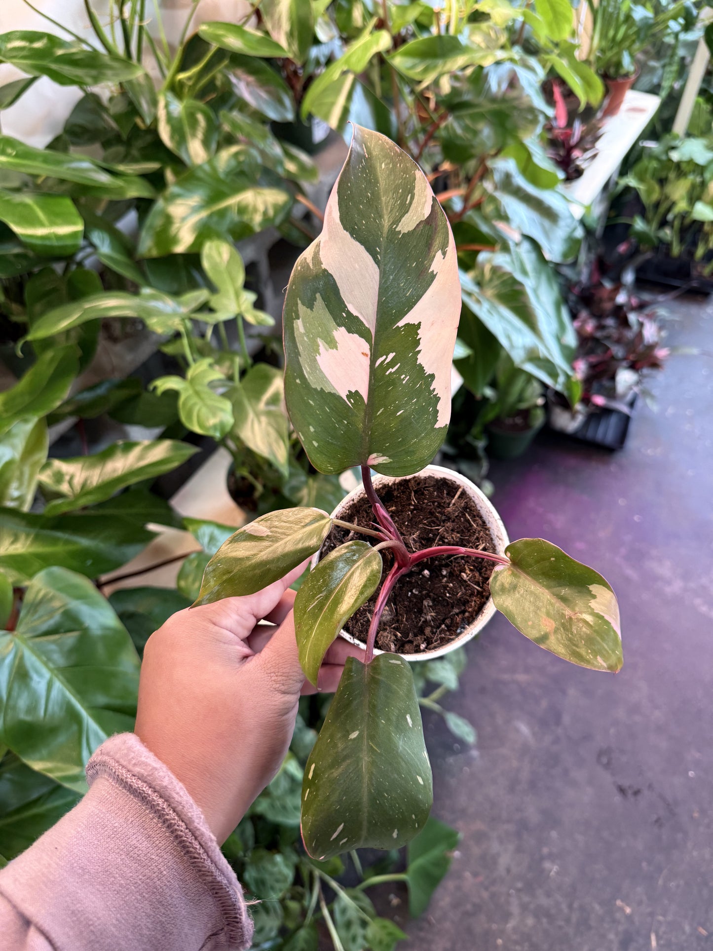 Philodendron 'Pink Princess'