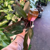 Philodendron 'Pink Princess'