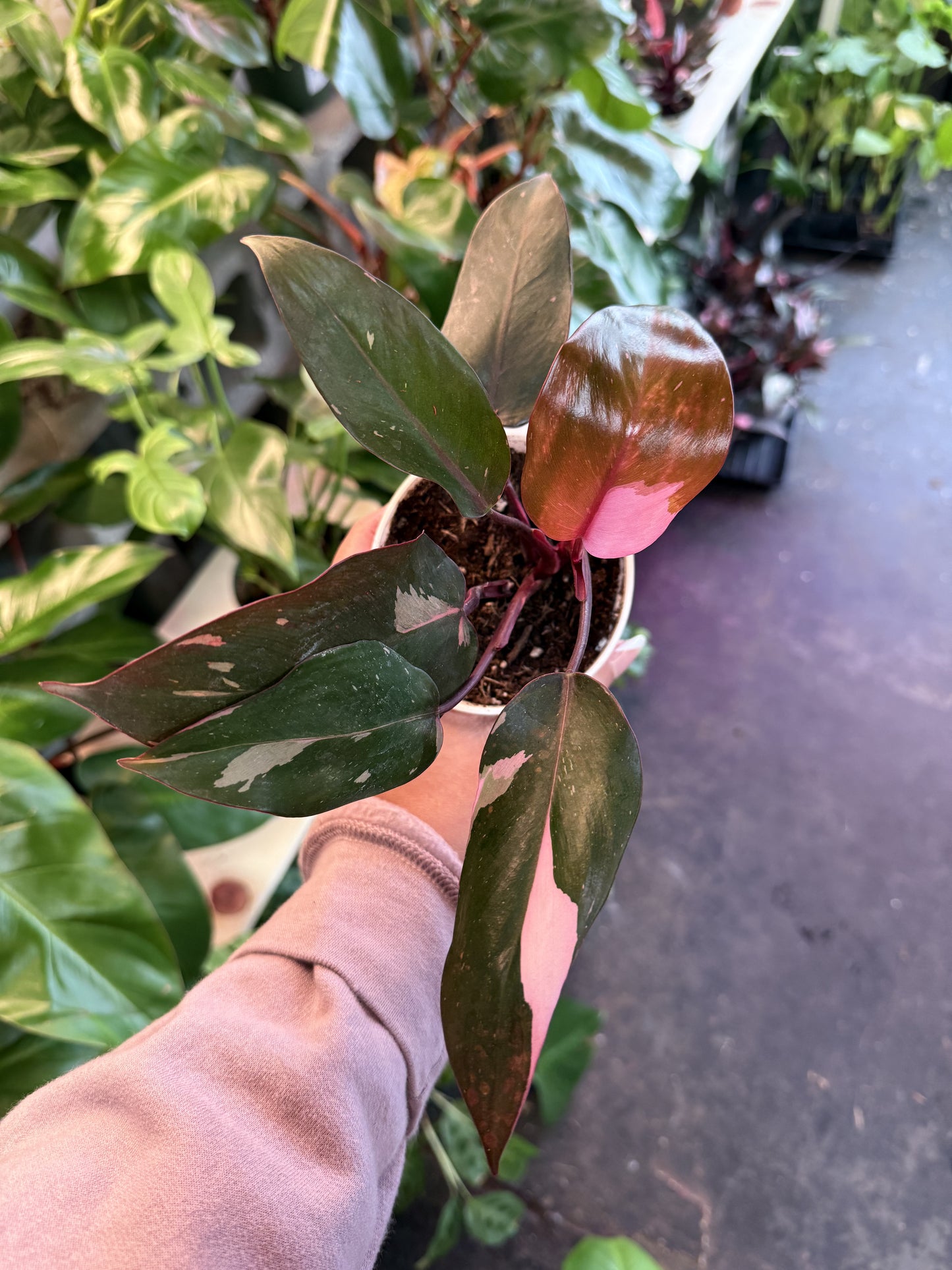 Philodendron 'Pink Princess'